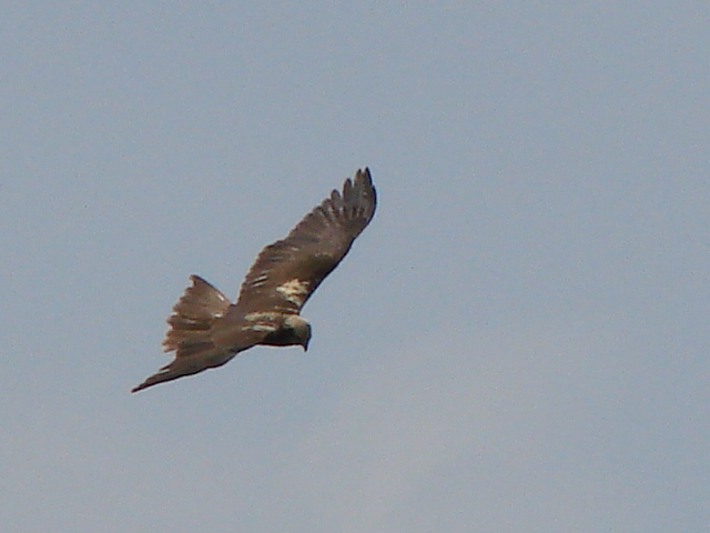 macchia grande e la sua avifauna